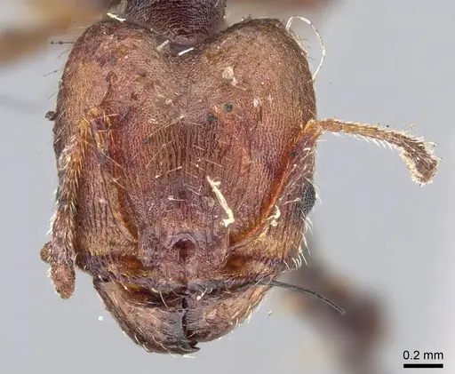 Pheidole opaciventris - CASENT0919758