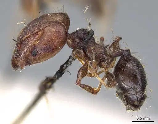 Pheidole opaciventris - CASENT0919758