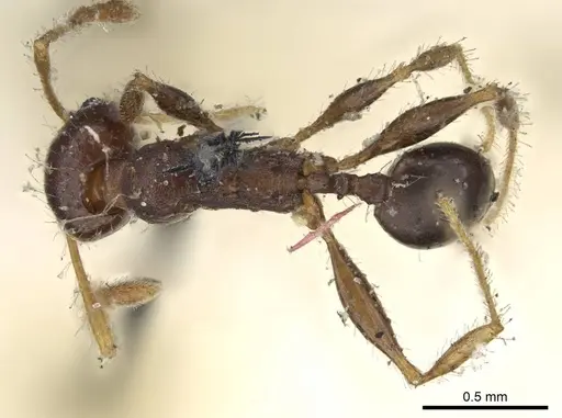 Pheidole opaciventris - CASENT0919759