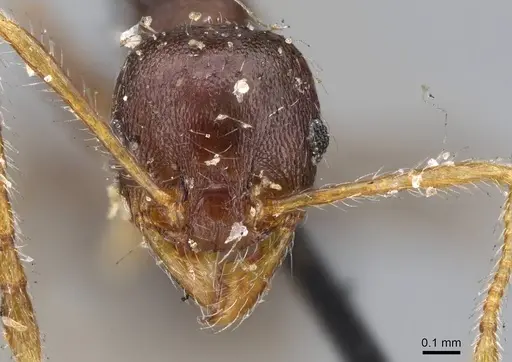 Pheidole opaciventris - CASENT0919759