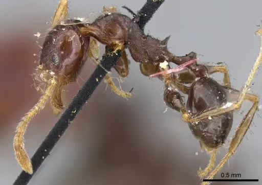 Pheidole opaciventris - CASENT0919759