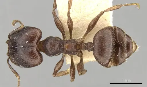 Pheidole optiva specimen