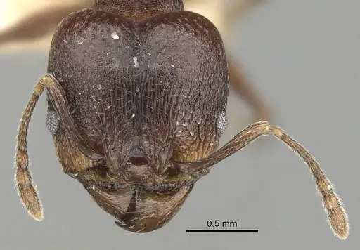Pheidole optiva specimen