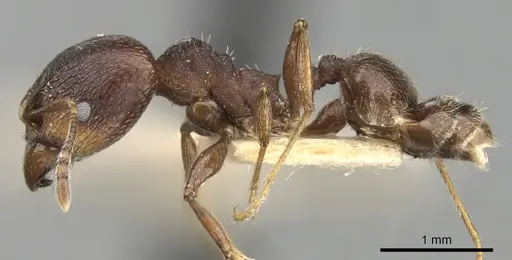 Pheidole optiva specimen