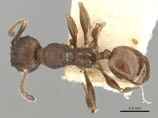 Pheidole optiva - CASENT0281746