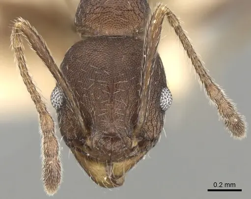 Pheidole optiva - CASENT0281746