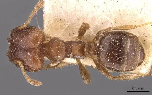 Pheidole optiva - CASENT0908146