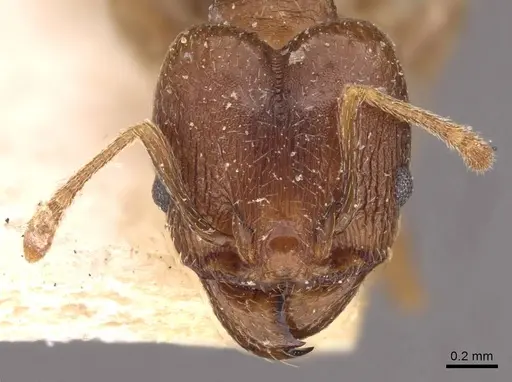 Pheidole optiva - CASENT0908146