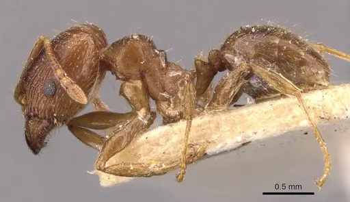 Pheidole optiva - CASENT0908146