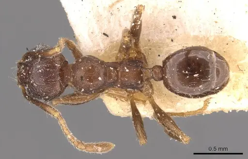 Pheidole optiva - CASENT0908147