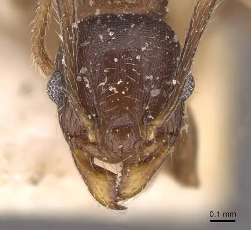 Pheidole optiva - CASENT0908147