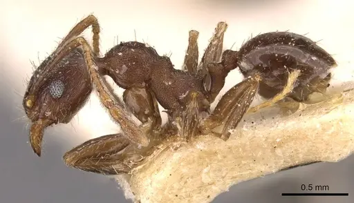 Pheidole optiva - CASENT0908147