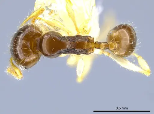 Pheidole orbica specimen