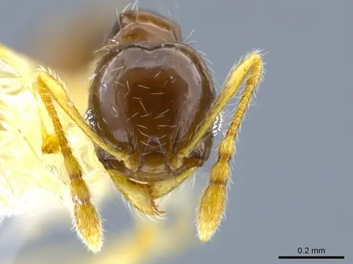 Pheidole orbica specimen