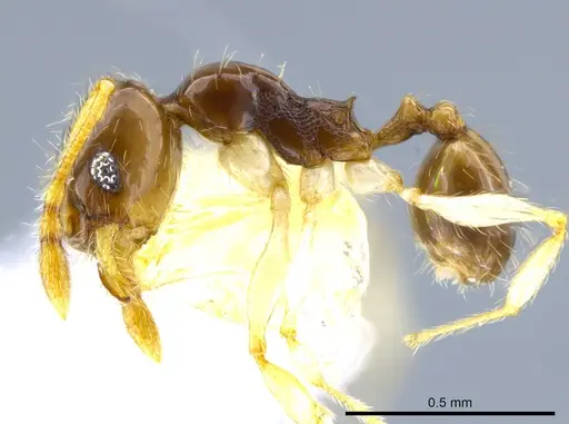 Pheidole orbica specimen