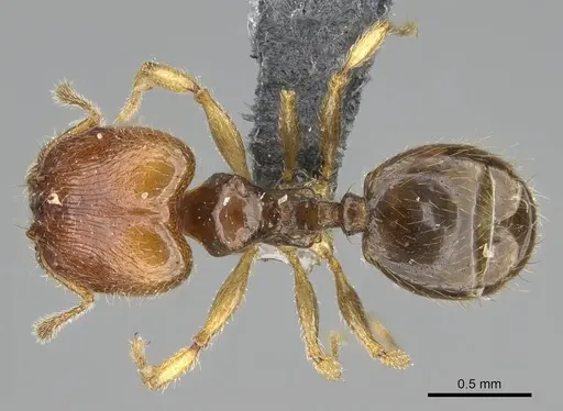 Pheidole orbica - CASENT0767549
