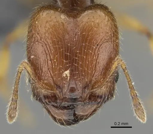 Pheidole orbica - CASENT0767549