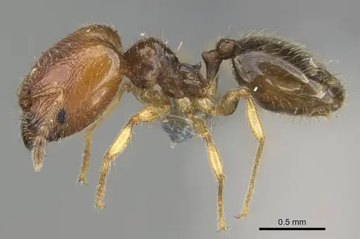 Pheidole orbica - CASENT0767549