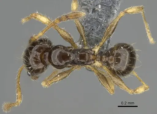 Pheidole orbica - CASENT0767600