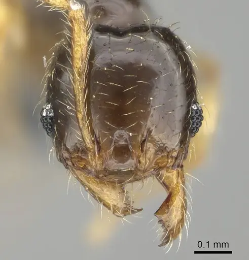 Pheidole orbica - CASENT0767600