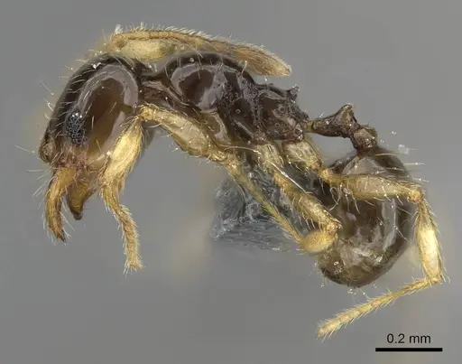 Pheidole orbica - CASENT0767600