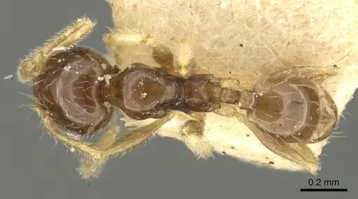 Pheidole orbica - CASENT0901599