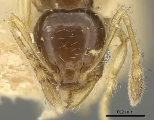 Pheidole orbica - CASENT0901599