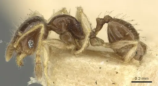 Pheidole orbica - CASENT0901599