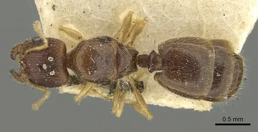 Pheidole orbica - CASENT0901600