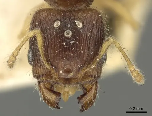 Pheidole orbica - CASENT0901600