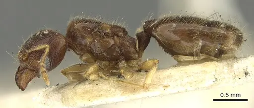 Pheidole orbica - CASENT0901600