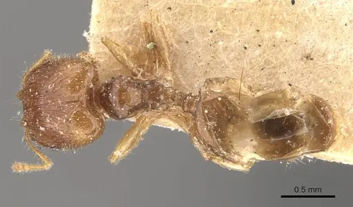 Pheidole orbica - CASENT0908294
