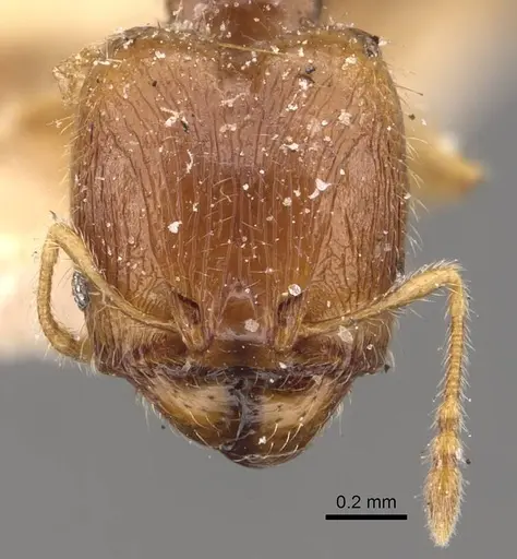 Pheidole orbica - CASENT0908294