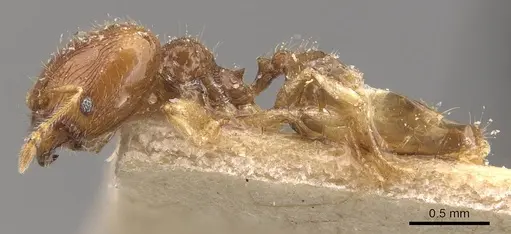 Pheidole orbica - CASENT0908294