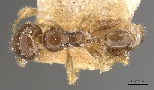 Pheidole orbica - CASENT0908295
