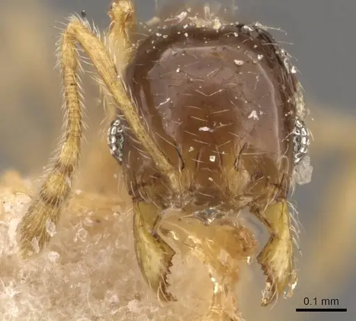Pheidole orbica - CASENT0908295
