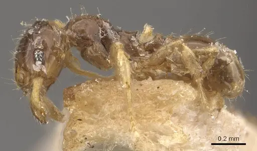 Pheidole orbica - CASENT0908295