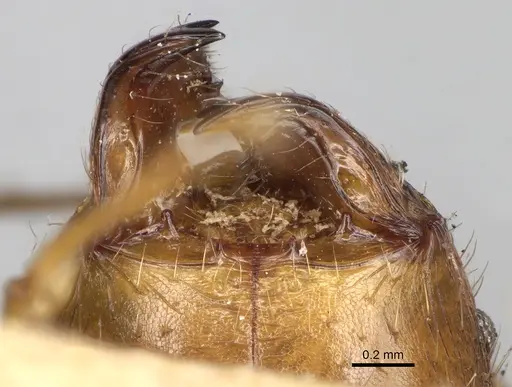 Pheidole oswaldi specimen