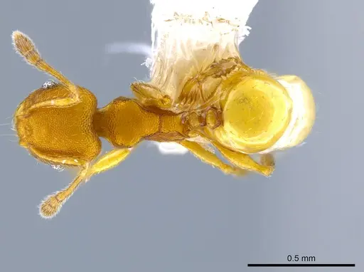 Pheidole otisi specimen