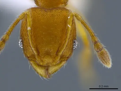 Pheidole otisi specimen