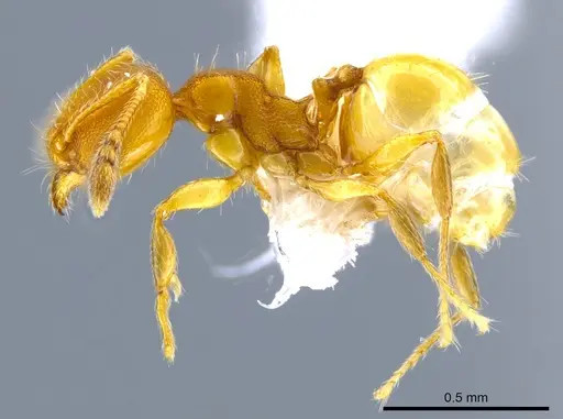 Pheidole otisi specimen