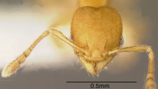 Pheidole otisi - CASENT0635502