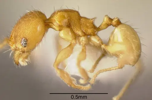 Pheidole otisi - CASENT0635502