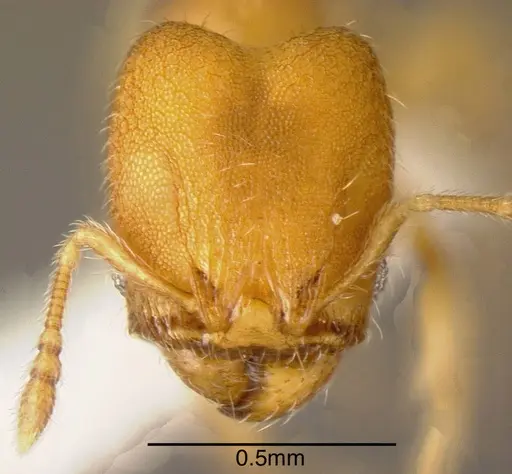 Pheidole otisi - INBIOCRI002279779