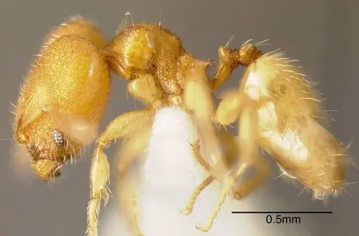 Pheidole otisi - INBIOCRI002279779