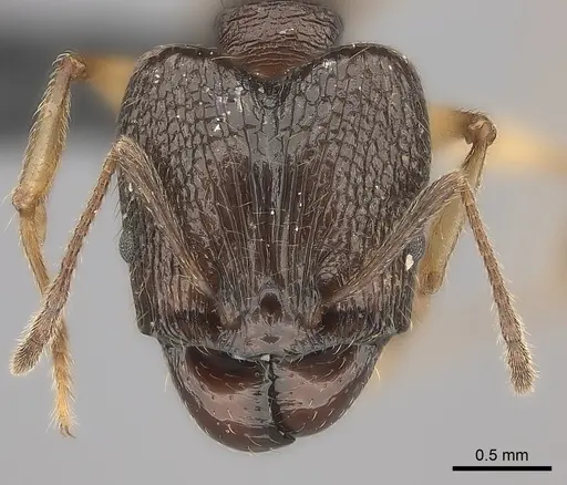 Pheidole ovalinoda specimen