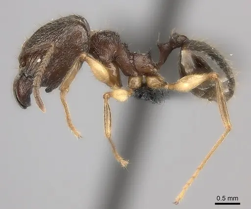 Pheidole ovalinoda specimen