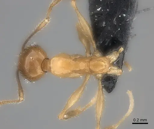 Pheidole ovalinoda - CASENT0235027