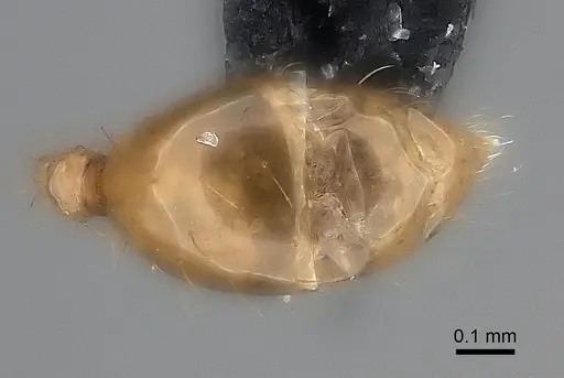 Pheidole ovalinoda - CASENT0235027