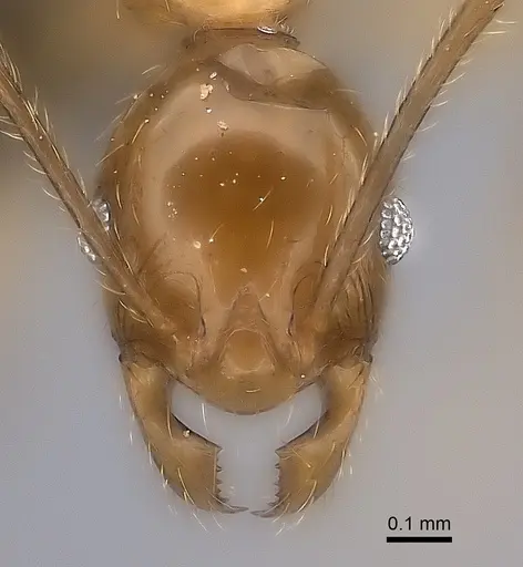 Pheidole ovalinoda - CASENT0235027